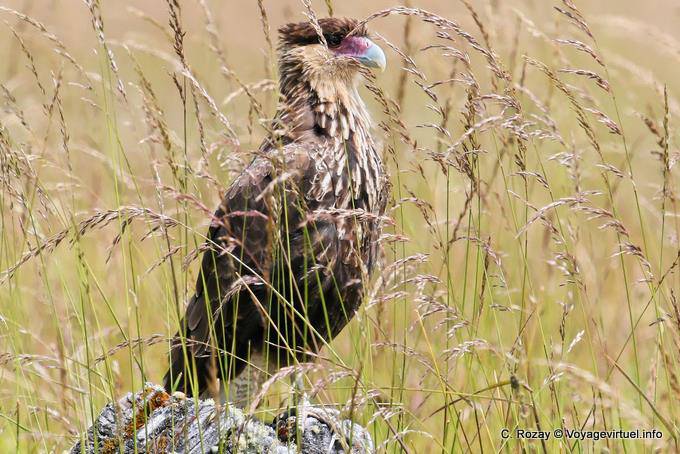 Lago Roca, caracara crestato, El Calafate - Argentina
