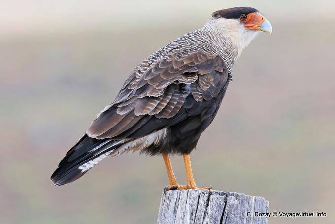 Crested Caracara, Puerto Bandera, El Calafate - Argentina