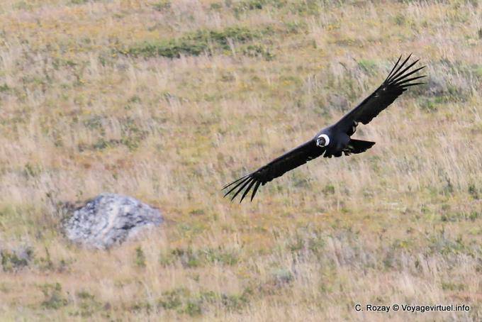 Condor delle Ande (Vultur gryphus) nella caccia, El Condor Pasa, El Calafate - Argentina