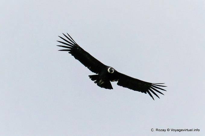 Condor impennata sulle colline del Lago Roca, El Condor Pasa, El Calafate - Argentina