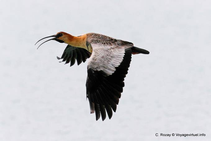 Theristicus melanopis in volo Black-faced Ibis, Bandurria, El Calafate - Argentina