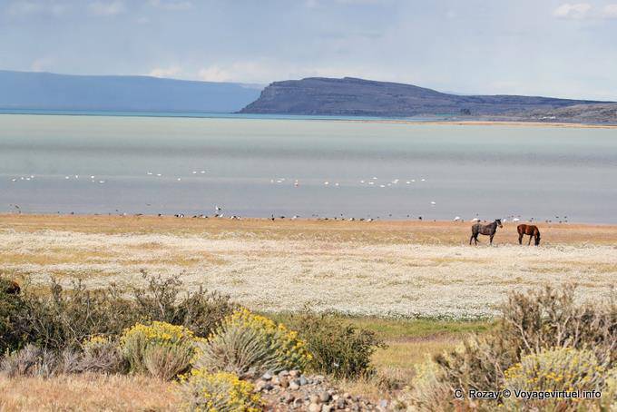 Laguna Nimez, cavalli e uccelli, El Calafate - Argentina
