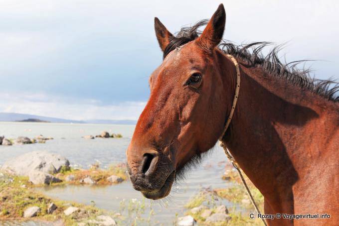 Un cavallo, Laguna Nimez, El Calafate - Argentina