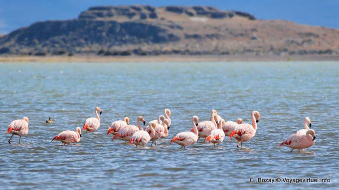 Fenicotteri affollano riposo in Laguna Nimez, El Calafate - Argentina