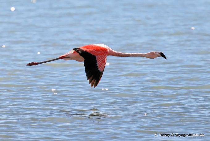 Volo maestoso sulle onde del cileno Flamingo, Laguna Nimez El Calafate - Argentina