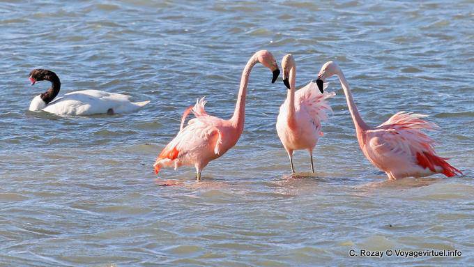 Trio di fenicotteri parlare e cigno dal collo nero, El Calafate Laguna Nimez - Argentina