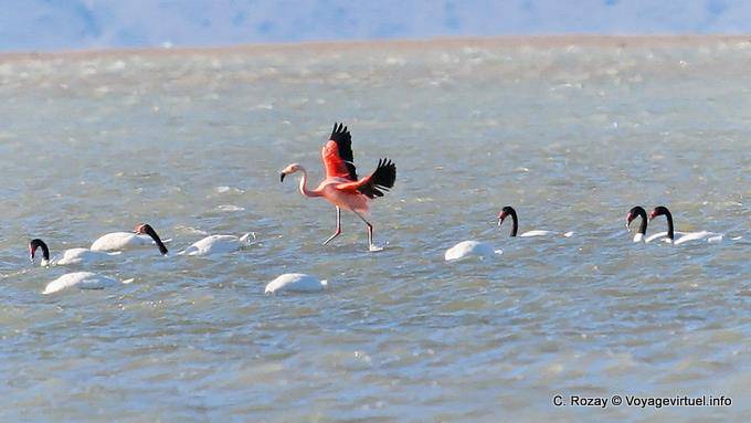 Nel bel mezzo di una truppa di Cygnus melancoryphus, fenicotteri, El Calafate Laguna Nimez - Argentina