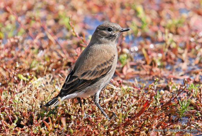 Sparrow genere, El Calafate, Laguna Nimez uccello Patagonia - Argentina