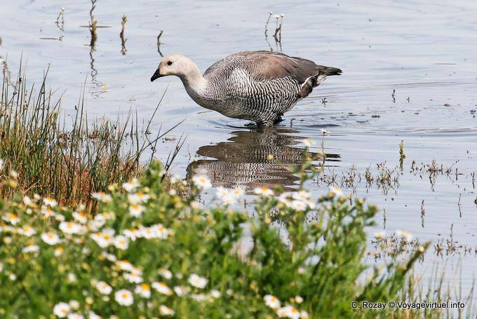 Chloephaga picta maschio, El Calafate, Laguna Nimez, Upland Goose - Argentina