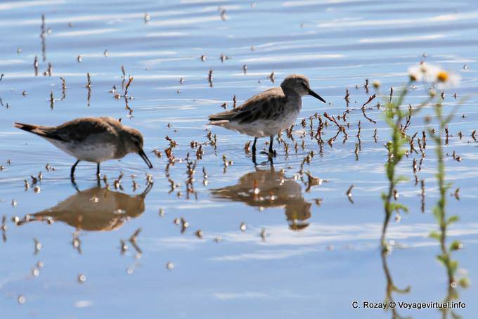 Bianco-rumped Sandpiper (Calidris fuscicollis) Laguna Nimez, El Calafate - Argentina
