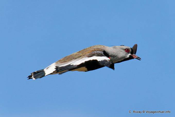 Pavoncella del sud in volo, laguna Nimez, El Calafate - Argentina