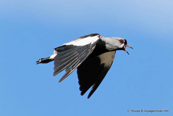 Uccello territoriale, pavoncella tero, laguna Nimez, El Calafate - Argentina
