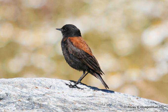 Negrito Nero, El Calafate - Argentina