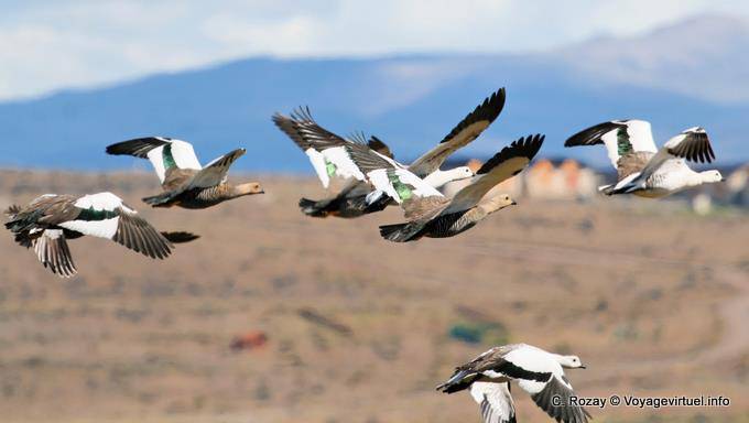 Magellan Goose in volo El Calafate - Argentina