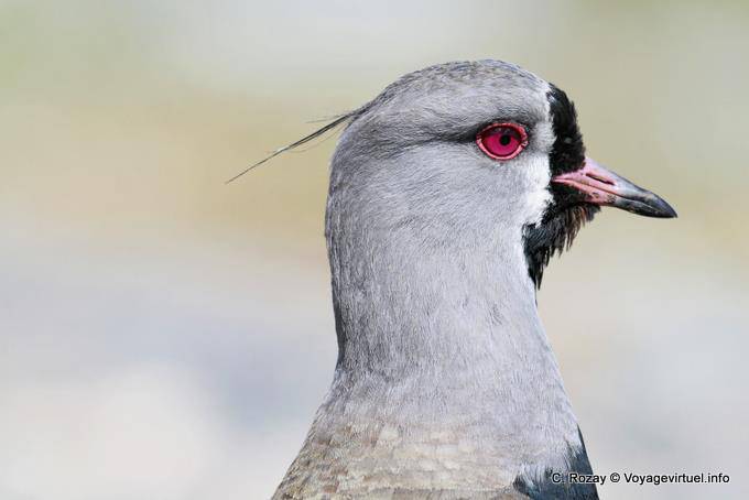 Pavoncella Tero, El Calafate - Argentina