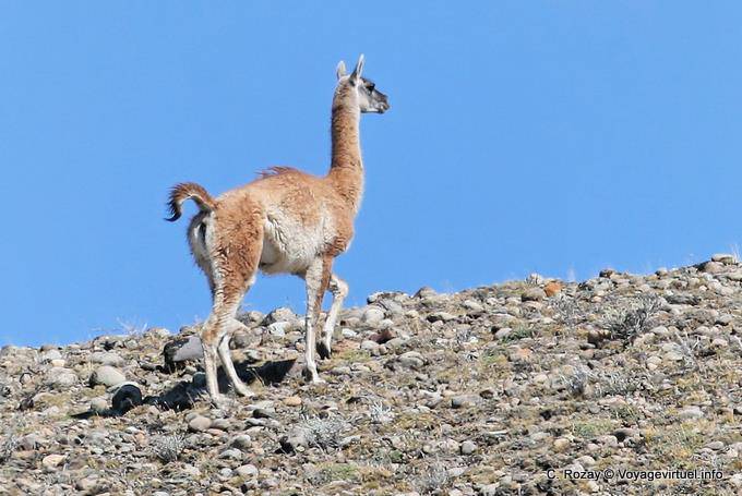 Solo Guanaco, Lago Viedma - Argentina