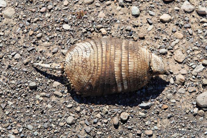 Armadillo Morte (Pichi), Lago Viedma - Argentina