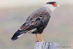 Crested Caracara, Puerto Bandera, El Calafate, Argentina.