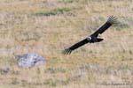 Condor delle Ande (Vultur gryphus) nella caccia, El Condor Pasa, El Calafate, Argentina.