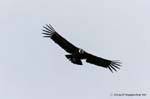 Condor impennata sulle colline del Lago Roca, El Condor Pasa, El Calafate, Argentina.