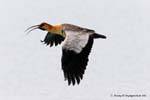 Theristicus melanopis in volo Black-faced Ibis, Bandurria, El Calafate, Argentina.