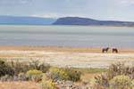 Laguna Nimez, cavalli e uccelli, El Calafate, Argentina.
