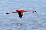 Volo maestoso sulle onde del cileno Flamingo, Laguna Nimez El Calafate, Argentina.