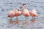 Confabulazioni e becchi decisionali, Flamingos, El Calafate Laguna Nimez, Argentina.