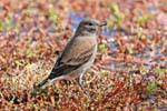 Sparrow genere, El Calafate, Laguna Nimez uccello Patagonia, Argentina.