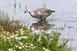 Chloephaga picta maschio, El Calafate, Laguna Nimez, Upland Goose, Argentina.
