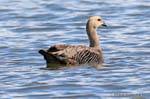 Grey Goose, Laguna Nimez, El Calafate, Argentina.