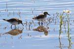 Bianco-rumped Sandpiper (Calidris fuscicollis) Laguna Nimez, El Calafate, Argentina.