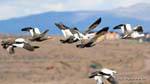Magellan Goose in volo El Calafate, Argentina.