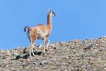 Solo Guanaco, Lago Viedma, Argentina.