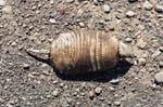 Armadillo Morte (Pichi), Lago Viedma, Argentina.