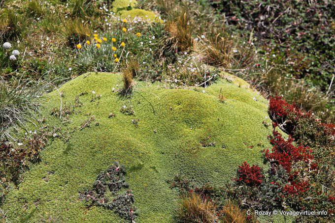 Vegetazione tappeto di ghiaccio ghiacciaio Martial, Ushuaia - Argentina
