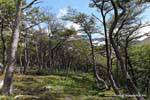 Fagaceae Foresta, El Bosque, ghiacciaio Martial, Ushuaia, Argentina.