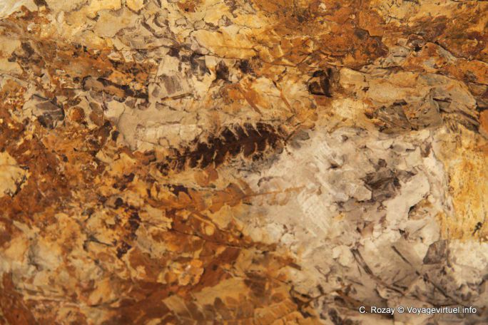 Foglia Fossil, Ischigualasto, Valle de la Luna - Argentina