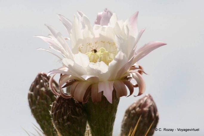 Fiore di cactus, Ischigualasto, Valle de la Luna - Argentina