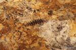 Foglia Fossil, Ischigualasto, Valle de la Luna, Argentina.