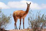 Un guanaco, Ischigualasto, Valle de la Luna, Argentina.