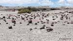 Cancha de Bochas, Ischigualasto, Valle della Luna, Argentina.