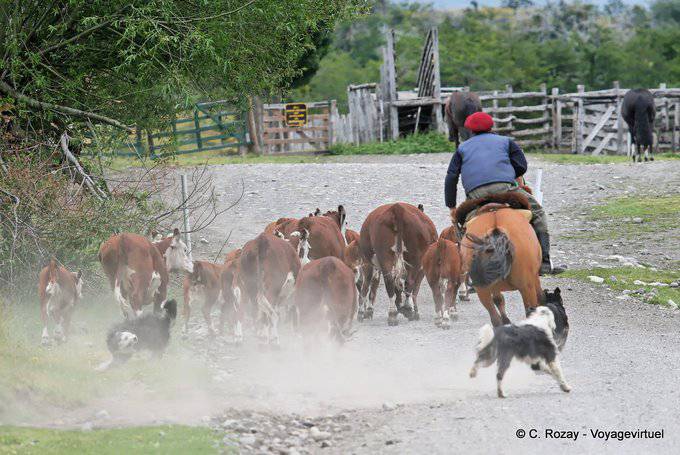 Course des chiens derrière le troupeau, Gauchos Estancia Nibepo Aike - El  Calafate - Argentina