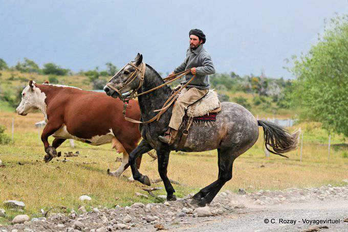 Gaucho de Patagonie à béret en action, Gauchos Estancia Nibepo Aike - El  Calafate - Argentina