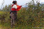 Picking Calafates, El Calafate, Argentina.