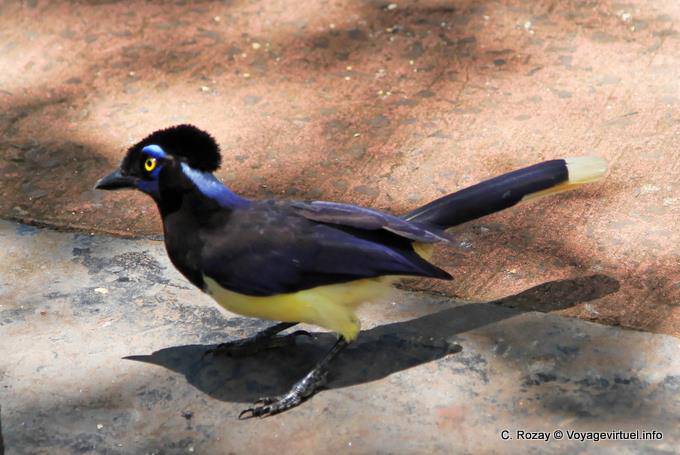 Della famiglia Corvidae, i peluche-crestato (Chrysops Cyanocorax) jay 30 centimetri, Puerto Iguazu - Argentina