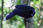 Onnivoro e formidabile imitatore, un acahé jay, Puerto Iguazu, Argentina.