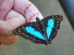 Un'altra farfalla blu e nero attratto dalla mano, Puerto Iguazu, Argentina.