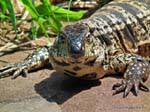 Testa Tegu Lizard Overo o, Puerto Iguazu, Argentina.