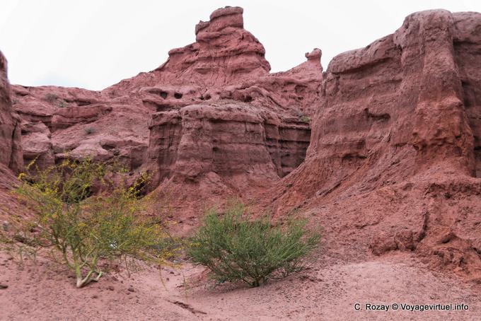 Arbusti nel mezzo del canyon Quebrada de las Conchas - Argentina